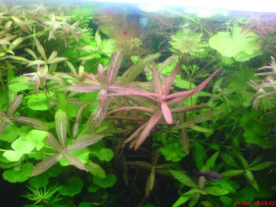 Hydrocotyle rotundifolia